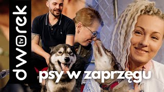 Psie zaprzęgi  Świat na głowie 131 [upl. by Desirae]