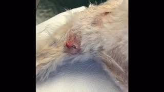 Follicular Cyst removal in a dog using electrocautery [upl. by Enohs637]