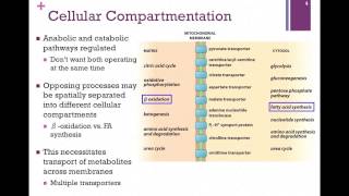 145Regulation through Compartmentation [upl. by Gustie]