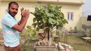 Defoliating Banyan Bonsai Tree Ficus Bonsai Tree Care Guide [upl. by Lynus]