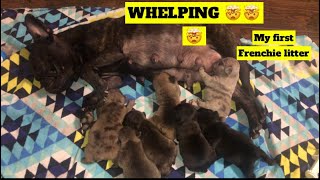 Whelping My First French Bulldog Litter Day16 [upl. by Vanny485]