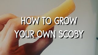 How to grow your own kombucha SCOBY [upl. by Marchelle]