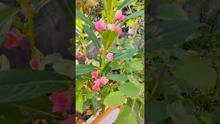 Balsam plant ko kaise lagaye reels garden monsoongarden gardenflowers [upl. by Okun605]