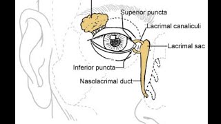 Orbital anatomy tutorial [upl. by Josy]