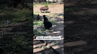 Are Silkie roosters loud silkie rooster crowing [upl. by Gnilsia]