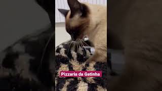 Pizzaria Da Gatinha pizzariadagatinha cats catsyoutube catshorts gatos shortsshorts [upl. by Leilani]