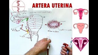 Artera Uterină  Vascularizația Uterului și a Ovarului [upl. by Herstein]