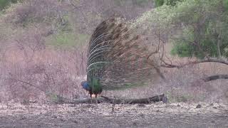 Beautiful Green peafowl [upl. by Ymot]