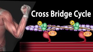 Muscle Contraction  Cross Bridge Cycle Animation [upl. by Nnylaj]