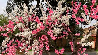 Beautiful Peppermint Flowering Peach Tree  Peppermint Flowering Peach Tree Care  RM Garden shorts [upl. by Eneluj]