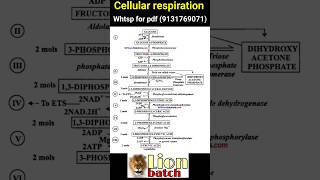 cellular respiration bsc zoology bsczoology 9131769071 biology notespdf neet knowledgeadda [upl. by Onimixam]