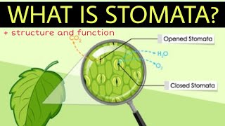 What is stomata  Structure and function of stomata  Stomatal transpiration [upl. by Atnicaj676]