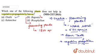 Which one of the following plants does not help in vegetative propagation by leaves [upl. by Olatha969]