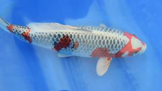 Auktion 258 Konishi Koi Farm Kujaku 48 cm 2 Jahre weiblich [upl. by Rees]