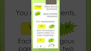 How to explain a Dihybrid Cross  Punnett Square 4 x 4  Concepts of Biology learnwithgs [upl. by Negem]