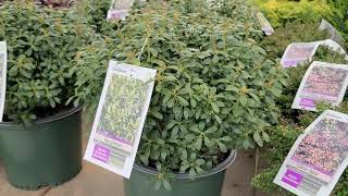 Ilex Glabra Compacta InkberryWonderful⭐️Tough Hardy Reliable amp Easy to Grow NATIVE Evergreen [upl. by Weasner]