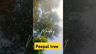 Peepal tree amazingfacts factsinhindi story interestingfacts shortsvideo viralyoutubeshorts [upl. by Cacia]