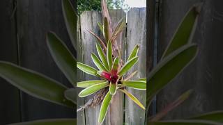 Bromelias en un palo seco shortvideo plantas bromélias plants viral [upl. by Mendive]