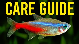 Neon Tetra Care Guide  Aquarium CoOp [upl. by Webb]