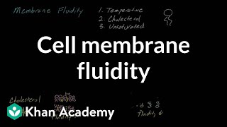 Cell membrane fluidity  Cells  MCAT  Khan Academy [upl. by Yruama]