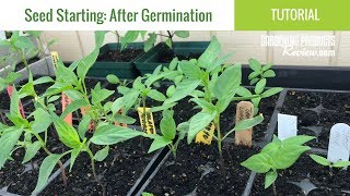 Seeds Have Germinated Now What How to Care for Seedlings  Seed Starting Part 2 [upl. by Enicar]