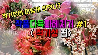 작품다육식물 파헤치기 1 적귀성편 Planta suculenta多肉植物赤鬼城fettpflanzefleshy plantPlanta suculenta [upl. by Zosema]