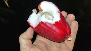 Harvesting Water Apple  Wax Apple Jambu Air Syzygium samarangense in the dark [upl. by Nierman]