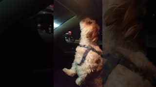 Teddy the Shih Tzu howling like a wolf [upl. by Ive]