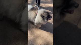 Keeshond dog Please like and subscribe [upl. by Ecniuq]