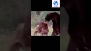 Lion 🦁 vs Bear 🐻 deadly fight 😱😱 💥💥 Wonderful Animal Kingdom 134 💥💥 short animals shorts [upl. by Goldia]