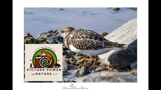 Bird watching Turnstone at Kilnsea East Yorkshire 05 10 2024 [upl. by Aleb]