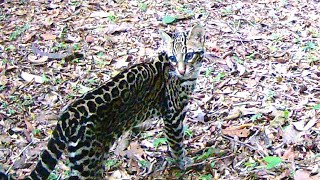 Ocelotes Leopardus pardalis [upl. by Wakefield801]