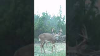 What is on this buck’s neck whitetail hunting deer [upl. by Htinek]