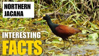 Exploring the Fascinating World of Northern Jacana  Interesting Facts  The Beast World [upl. by Tihor760]