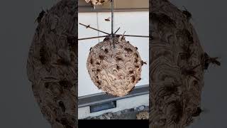 Creating Art by Combining Yellow Hornet Nests Amazing Nest Repairs in Yellow Hornets [upl. by Lyndon399]