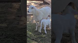 The Sheep Australia [upl. by Bethanne925]