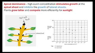 Apical dominance and stem elongation OCR A ALevel Biology Revision [upl. by Afira]