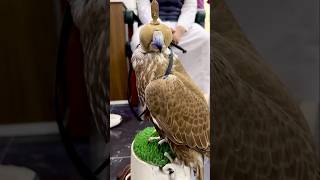 Saker FalconNational Bird of Saudi Arabia 🇸🇦 Pretty Fast saudiarabia Life in Riyadh Indian Expat [upl. by Lily831]