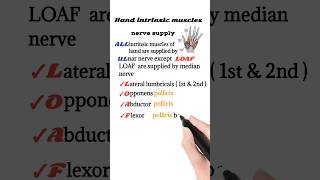 hand intrinsic muscles nerve supply [upl. by Nylrem385]