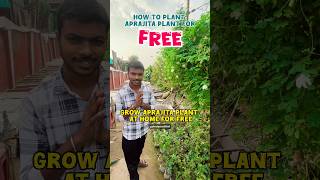 Free 😱 mey aprajita ka plant kaise lagaye gardening plants aprajita free flowers freeplants [upl. by Laehcym314]