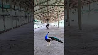 peacock🦚 chatting youtubeshortstending subscribesubhamdiscovery tendingleopardshortvideo🦚😱 [upl. by Ladnik]