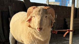 Top Quality Vilayati Sheep for Sale [upl. by Dix]