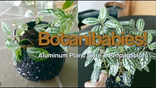 Pilea Cadierei Aluminum Plant Care and Propagation [upl. by Warner]