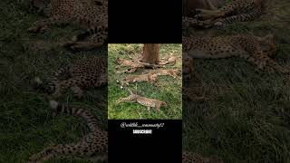 Asiatic cheetah in iranAsiatic cheetah speedAsiatic cheetah food facts share savecheetahs [upl. by Ylus75]