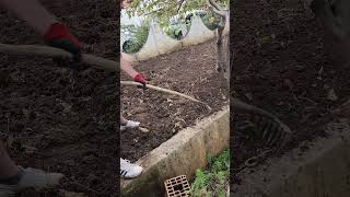 Raking the Garden for Winter Vegetables  Autumn Garden Tips [upl. by Vasti822]