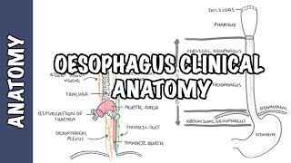 The Oesophagus Esophagus  Clinical Anatomy [upl. by Andryc112]