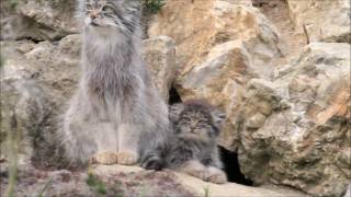 Pallas cat and kitten [upl. by Llednor]