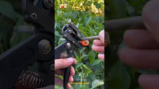 The Ultimate Plant Grafting Tool A GameChanger [upl. by Soluk]