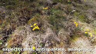 Caltha palustris calcea calului bulbuc de baltă marsh marigold [upl. by Hpejsoj]