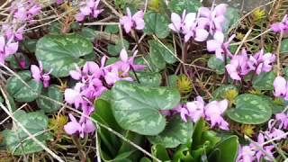 The Master Gardener Minute  Cyclamen Coum [upl. by Laurentium766]